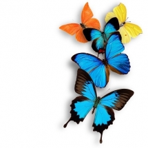 butterfly-پروانه (122)