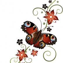 butterfly-پروانه (124)