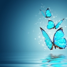 butterfly-پروانه (13)