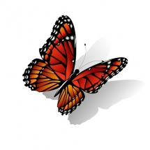 butterfly-پروانه (130)