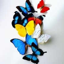 butterfly-پروانه (15)