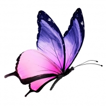 butterfly-پروانه (4)