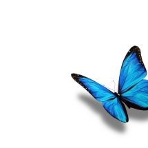 butterfly-پروانه (42)