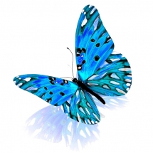 butterfly-پروانه (43)