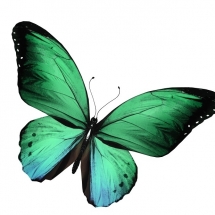 butterfly-پروانه (46)