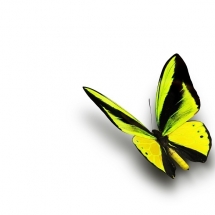 butterfly-پروانه (49)