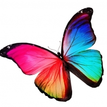 butterfly-پروانه (50)
