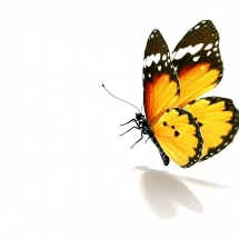 butterfly-پروانه (6)