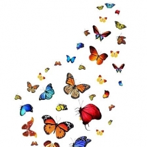 butterfly-پروانه (67)