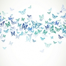 butterfly-پروانه (76)