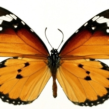 butterfly-پروانه (8)