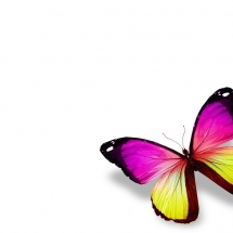 butterfly-پروانه (9)
