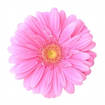 flower-گل (129)