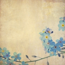 flower-گل (259)