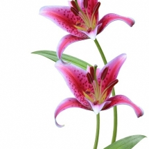 flower-گل (268)