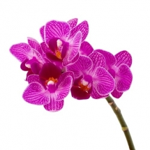 flower-گل (363)