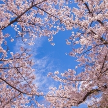 nature-طبیعت (148)