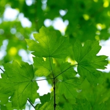 nature-طبیعت (165)