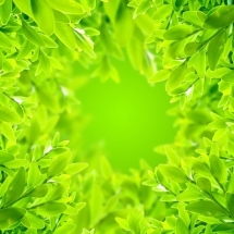 nature-طبیعت (167)