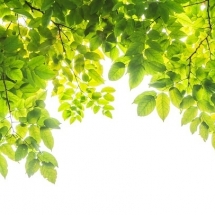 nature-طبیعت (174)