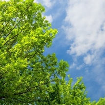nature-طبیعت (181)