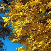 nature-طبیعت (211)