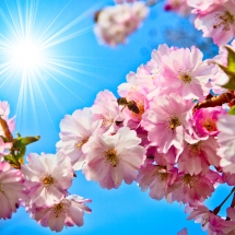 nature-طبیعت (219)