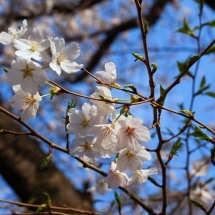 nature-طبیعت (232)