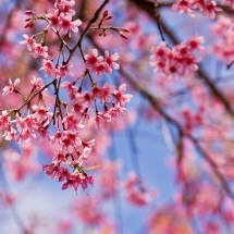 nature-طبیعت (233)
