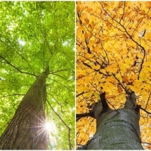 nature-طبیعت (266)