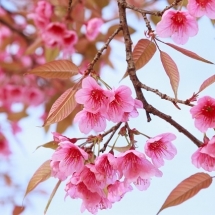 nature-طبیعت (270)