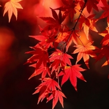 nature-طبیعت (271)