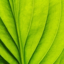 nature-طبیعت (294)