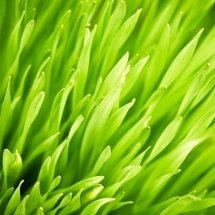nature-طبیعت (305)