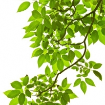 nature-طبیعت (310)