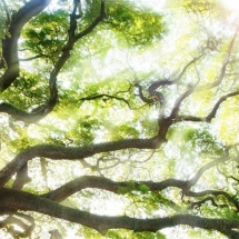 nature-طبیعت (314)