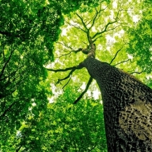 nature-طبیعت (321)