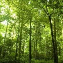 nature-طبیعت (324)