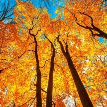 nature-طبیعت (351)