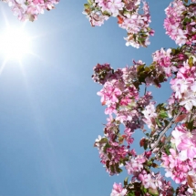 nature-طبیعت (362)