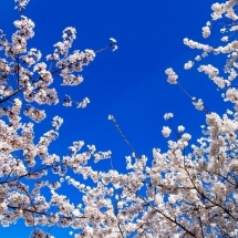 nature-طبیعت (365)