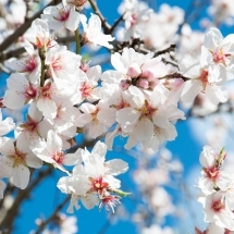 nature-طبیعت (394)