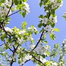 nature-طبیعت (403)