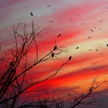 sky-آسمان (187)