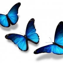 butterfly-011.d4c