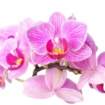 flowers-021.d4c